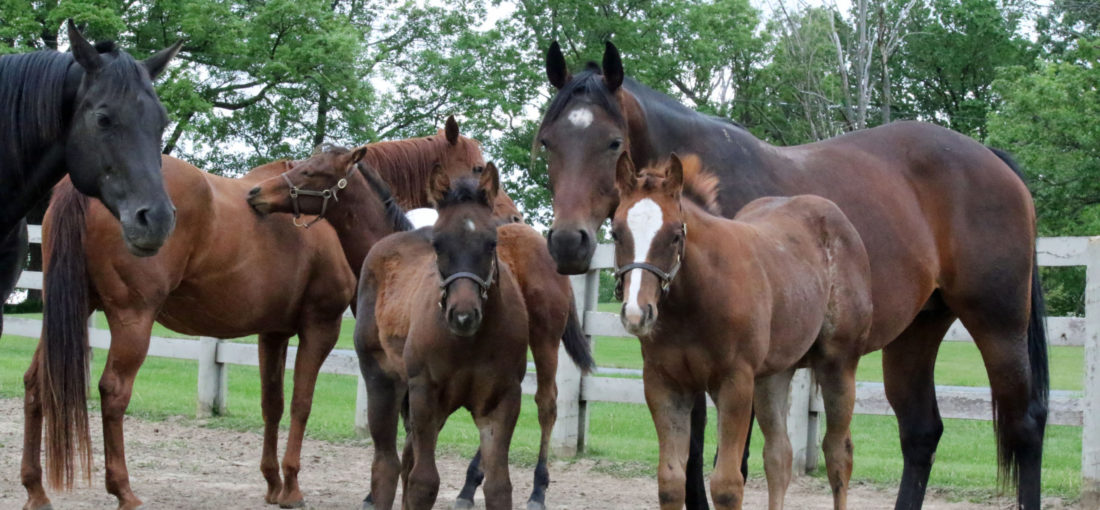 stallions